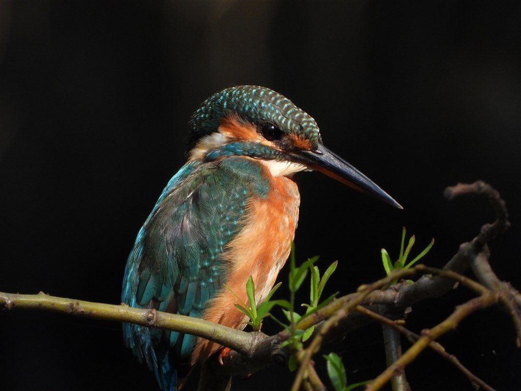 3,000mmの解像度』 ニコン COOLPIX P1000 のクチコミ掲示板 - 価格.com