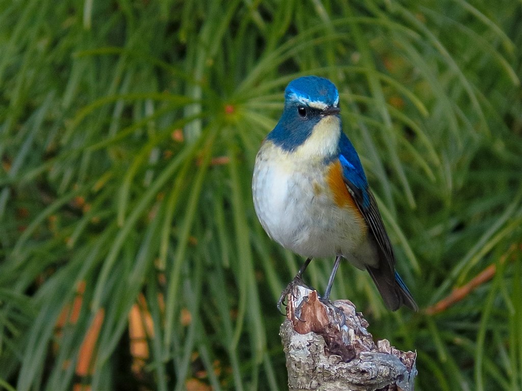 青い鳥たち（SX70HS作例）』 CANON PowerShot SX70 HS のクチコミ