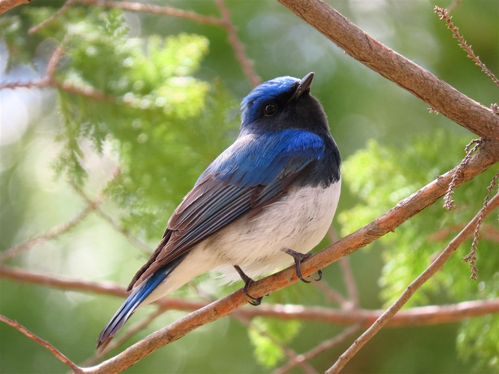 青い鳥たち（SX70HS作例）』 CANON PowerShot SX70 HS のクチコミ