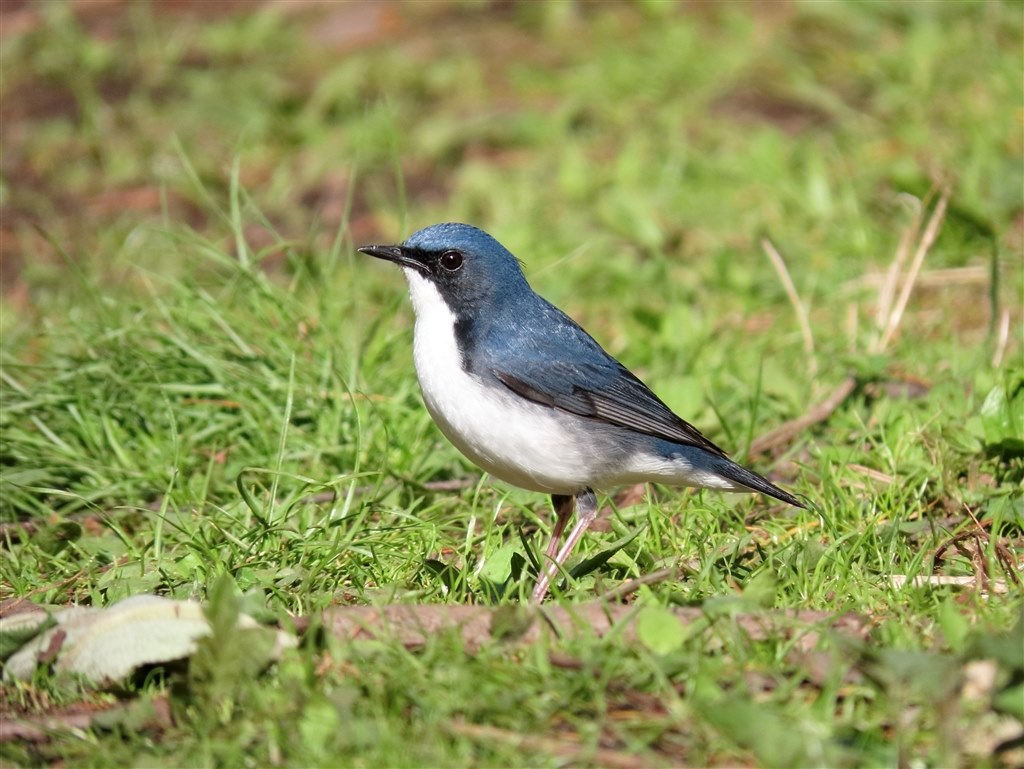 青い鳥たち（SX70HS作例）』 CANON PowerShot SX70 HS のクチコミ