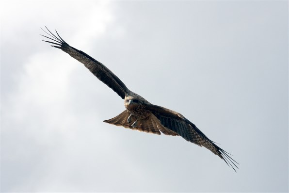 CANON EOS Kiss X7i EF-S18-135 IS STM レンズキット投稿画像・動画