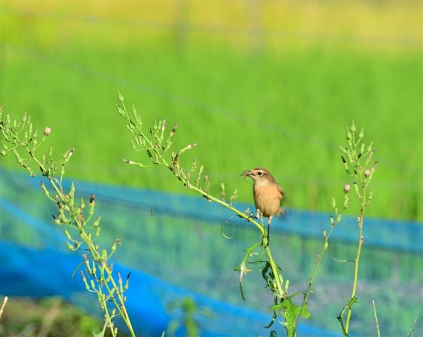 TAMRON AF 200-400mm F/5.6 LD IF (ﾆｺﾝ用)投稿画像・動画 - 価格.com