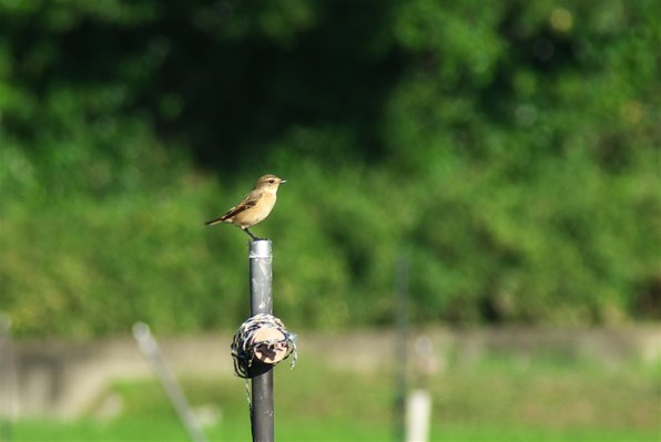 TAMRON AF 200-400mm F/5.6 LD IF (ﾆｺﾝ用)投稿画像・動画 - 価格.com