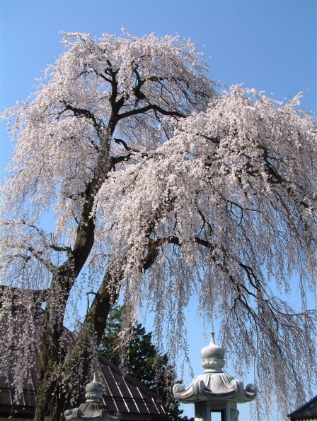 富士フイルム FinePix 6900Zで撮影された写真 - 価格.com