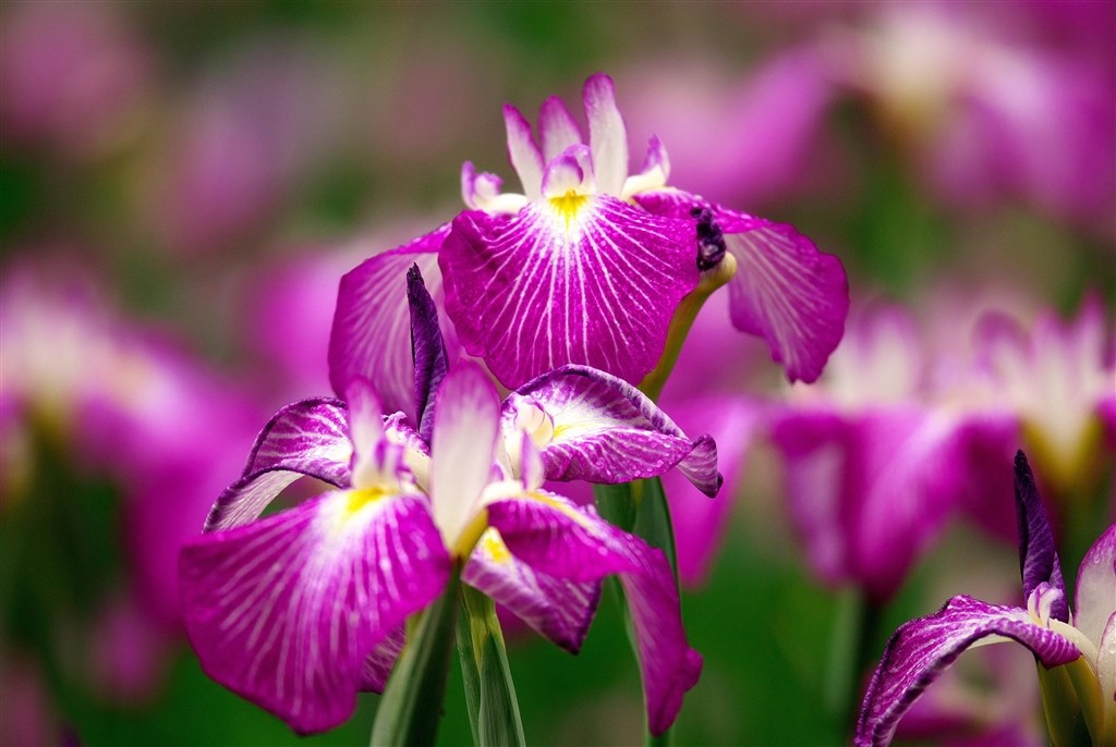 D40 操作がシンプル簡単で撮るのがたのしいですね』 ニコン D40 ボディ