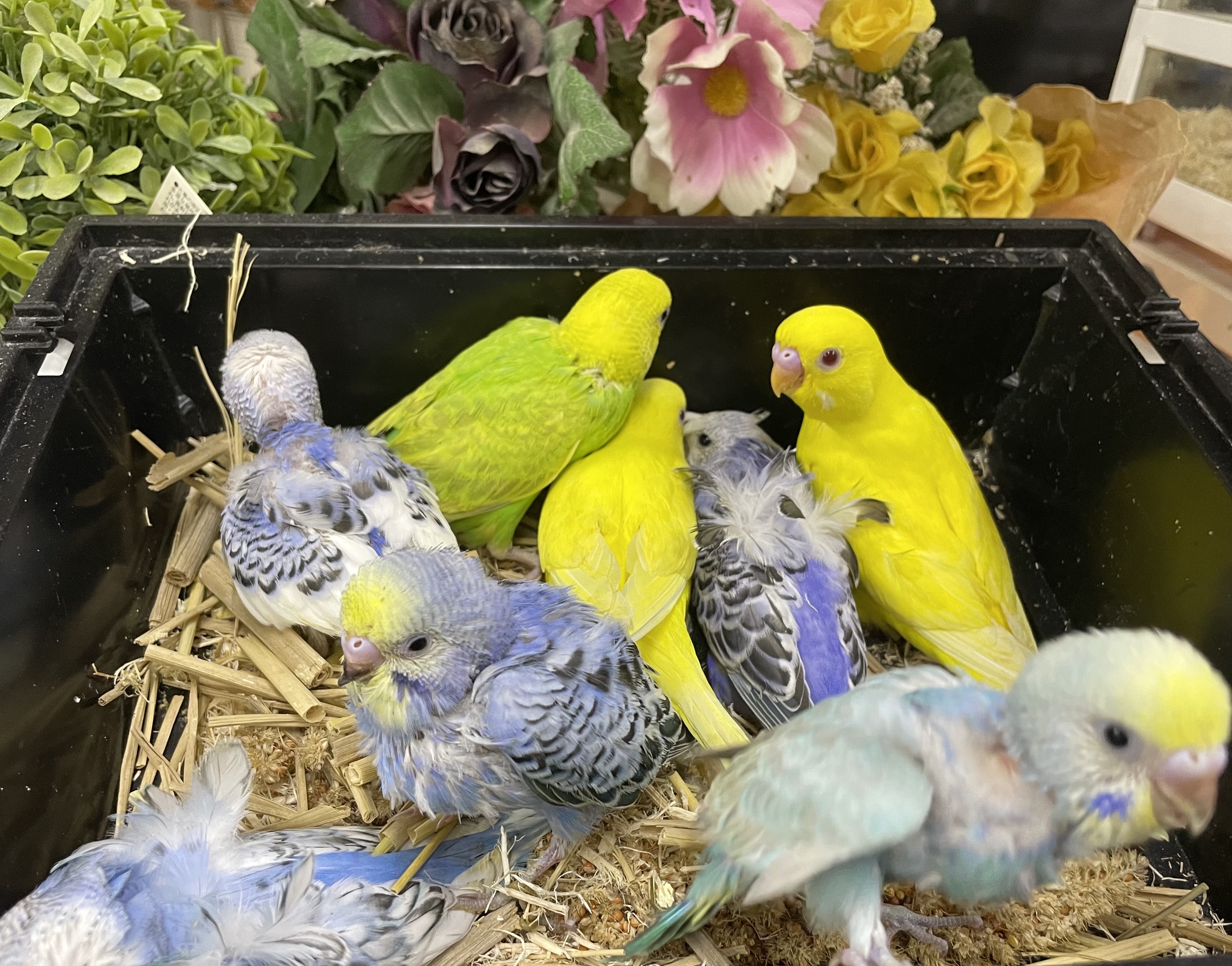 BCY Mizunami バードセンターやまもと瑞浪店 (7Page)