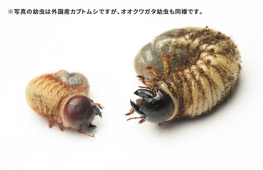オオクワガタ幼虫 初令・2令・3令とは？見分け方や成長期間について