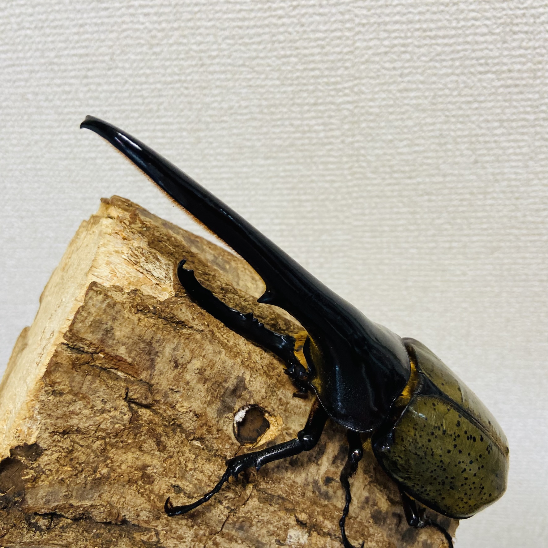 コーカサスオオカブトの寿命について解説 - ヘラゾウ | カブトムシの