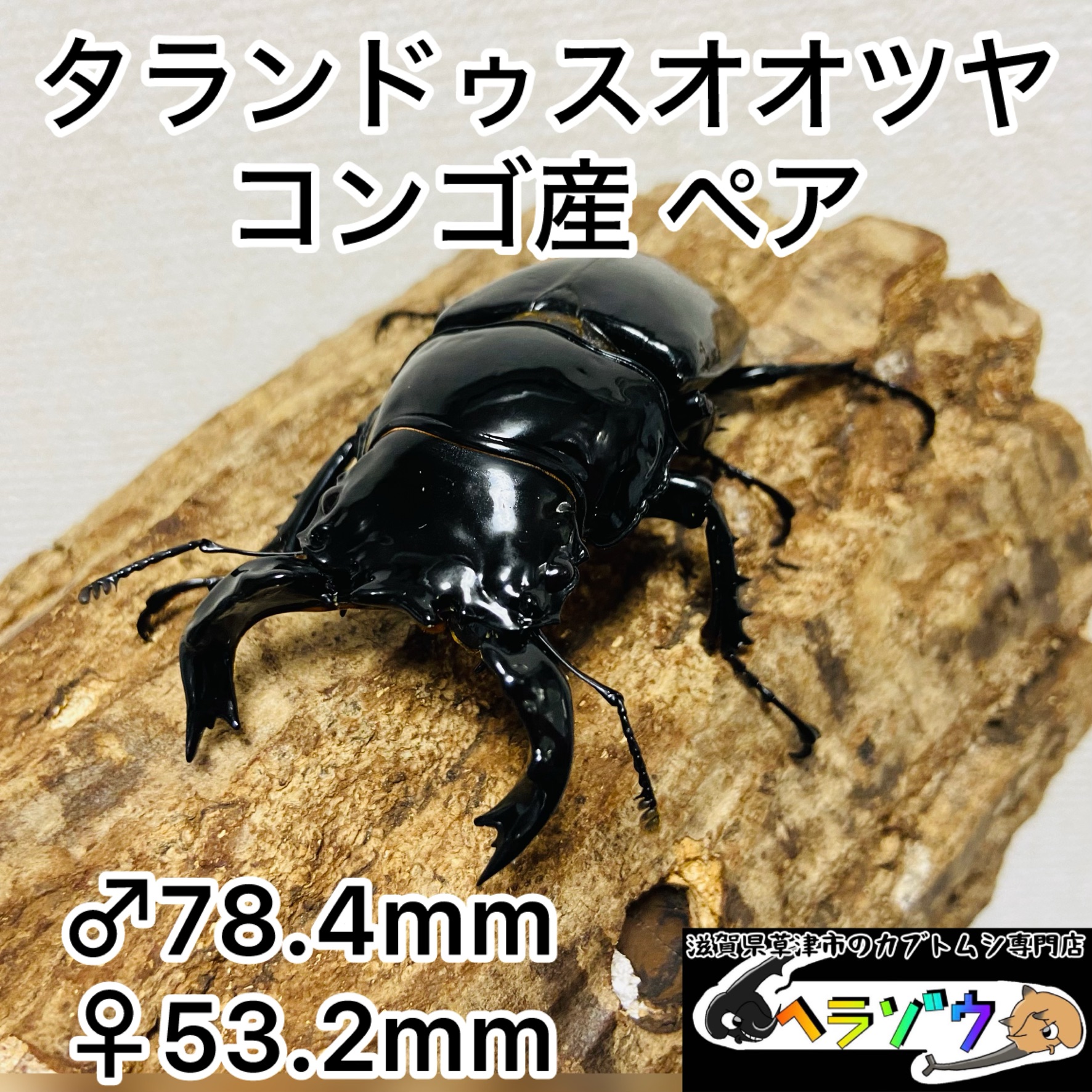 標本】タランドゥスオオツヤクワガタ コンゴ産89.8ミリ 飼育品 標本