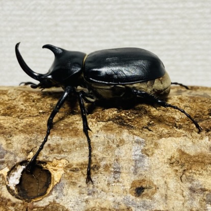 パチェコヒメゾウカブト 成虫 オス 49mm - ヘラゾウ | カブトムシの