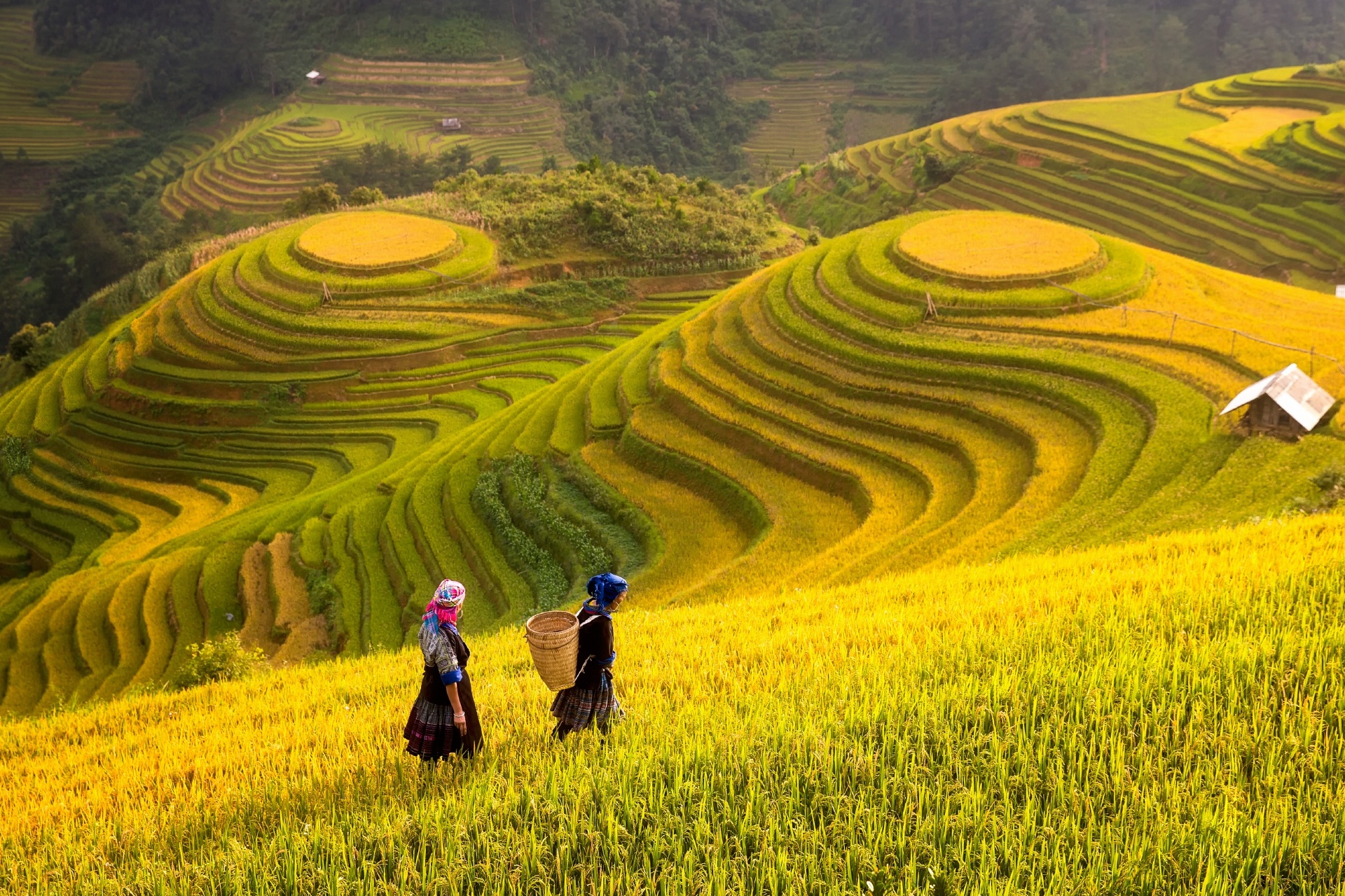 棚田の風景 ベトナムの風景 | Beautiful Photo.net | 世界の絶景