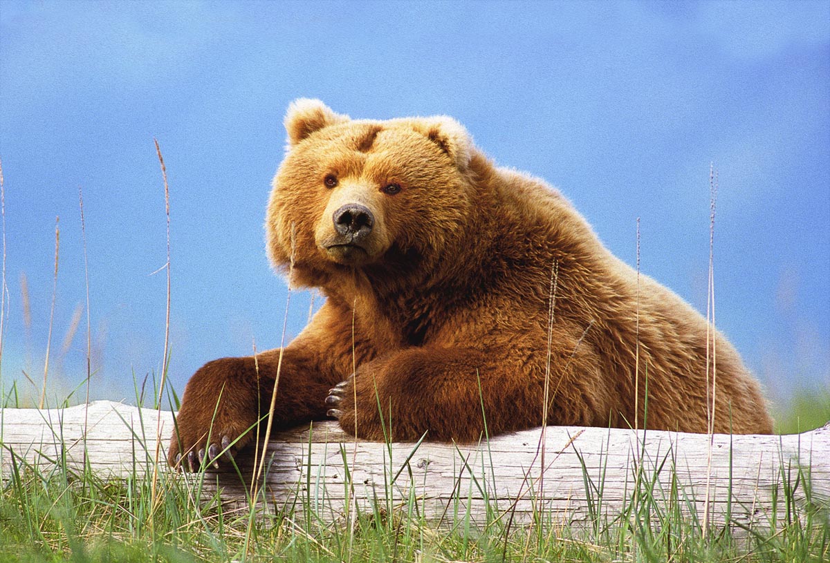 Do Grizzlies Live in Minnesota? - North American Bear Center