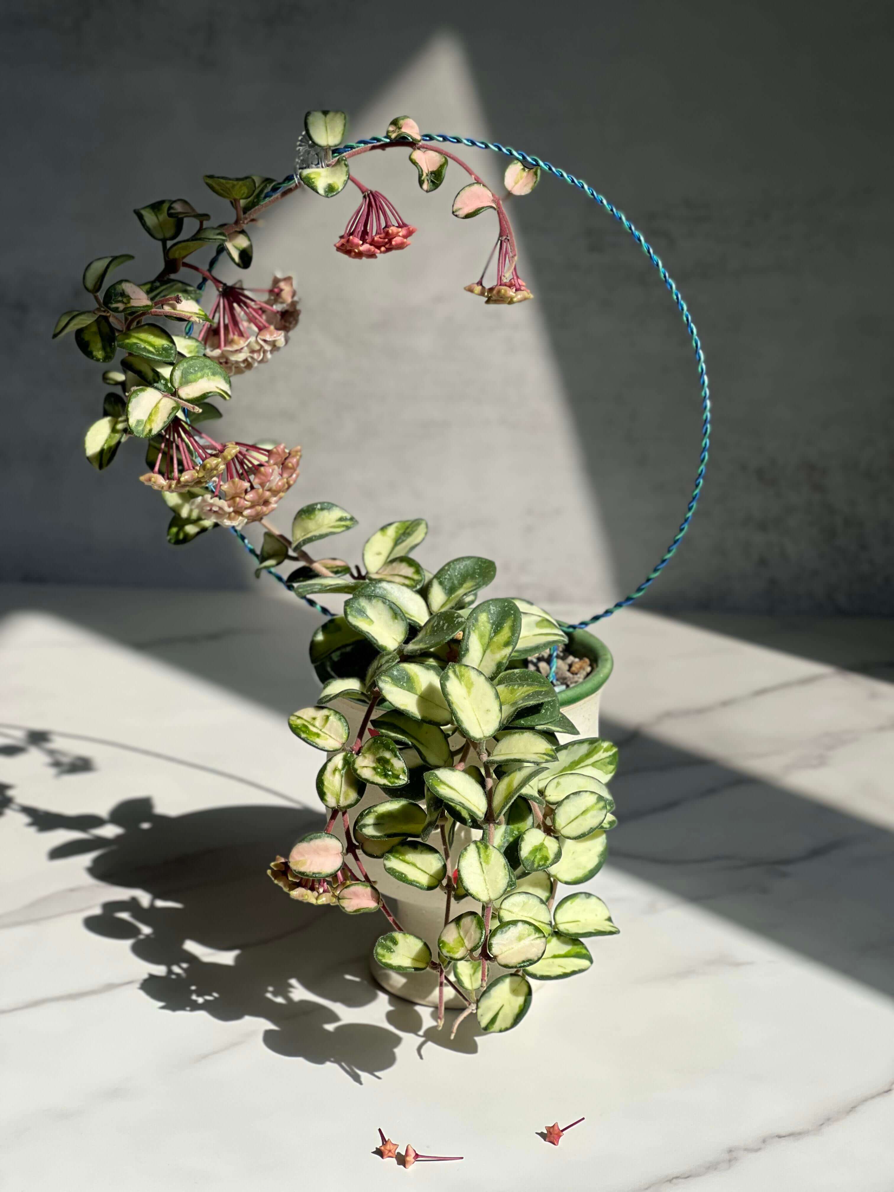 Hoya 'Mathilde Inner Variegated' for Sale – Begin With Plants