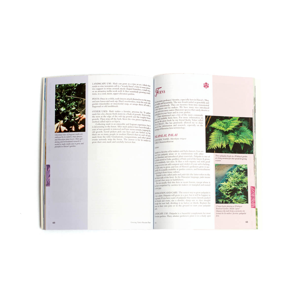 Growing Native Hawaiian Plants – Bess Press