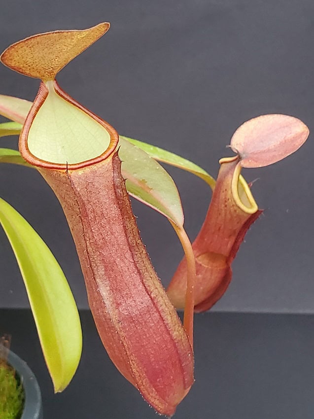 Nepenthes ramispina x reinwardtiana BE 3711 – Bergen Water Gardens