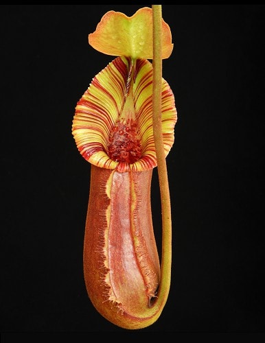 Nepenthes (lowii x macrophylla) x robcantleyi BE 4022 – Bergen