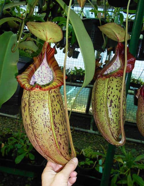 Nepenthes spathulata x spectabilis BE3314 – Bergen Water Gardens
