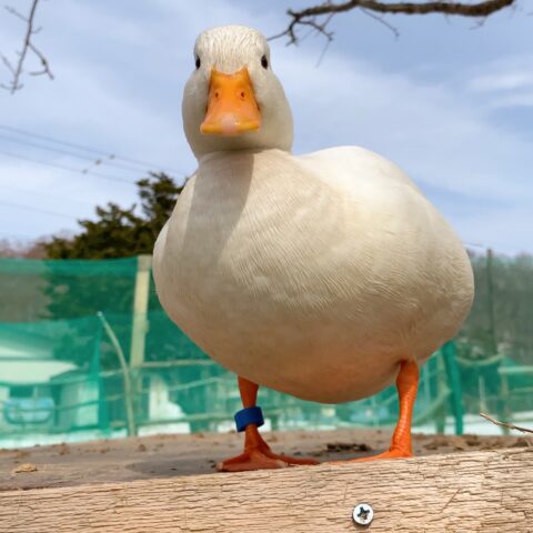 コールダックの飼い方]コールダックの餌について | ベリーファームとようら