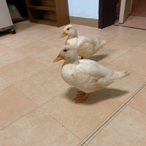 コールダックの飼い方]コールダックの餌について | ベリーファームとようら