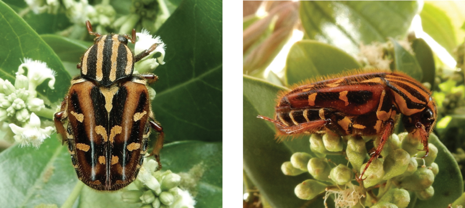 Census of the fruit and flower chafers (Coleoptera, Scarabaeidae