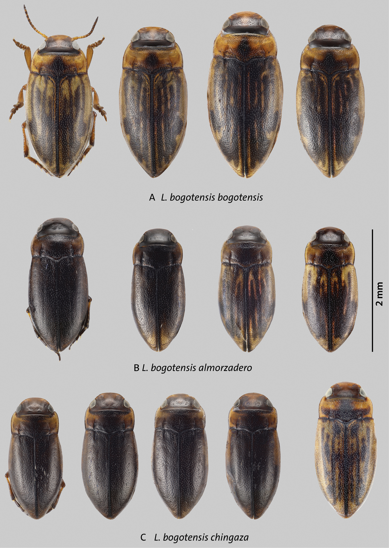 Eastern Colombian Páramo Liodessus Guignot, 1939 diving beetles