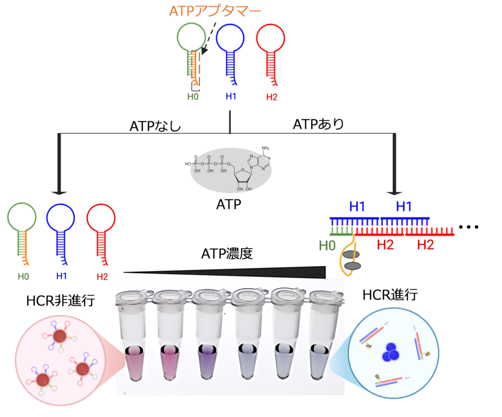 生命環境科学系 - 東京大学大学院総合文化研究科広域科学専攻 | 生命