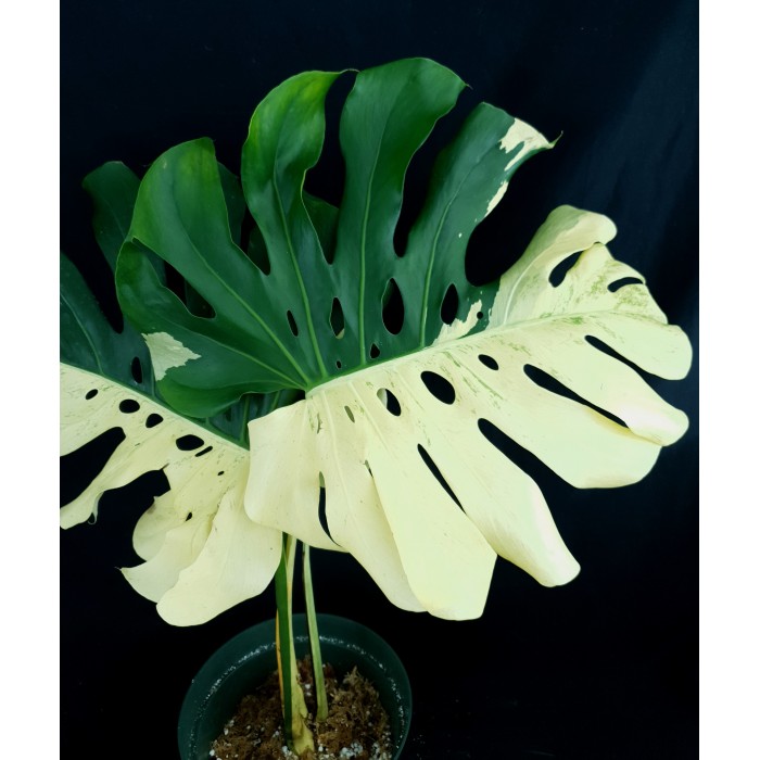 Monstera deliciosa 'Mint White Tears'