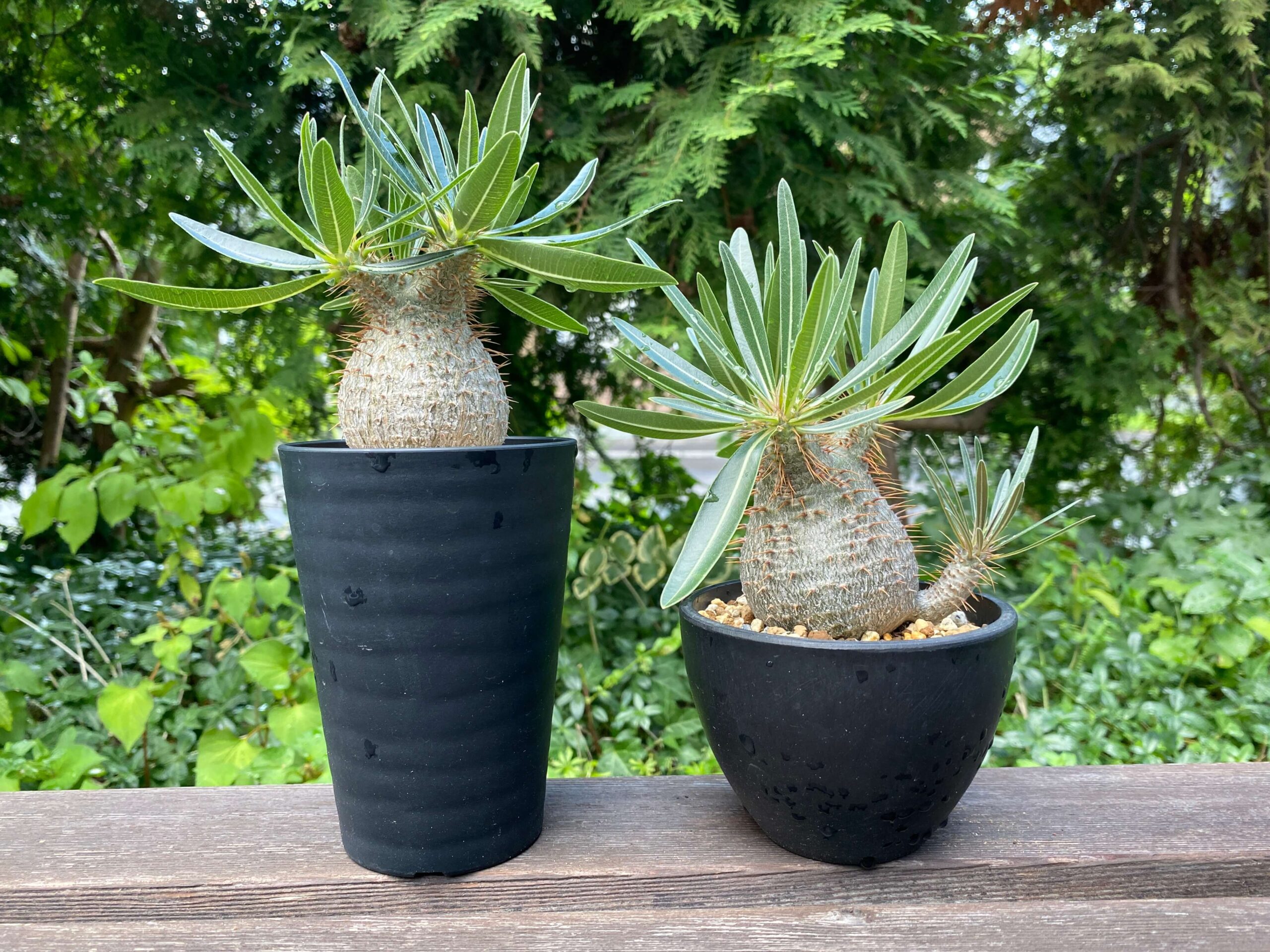 実生7年目パキポディウム・グラキリスの成長記録2016年播種