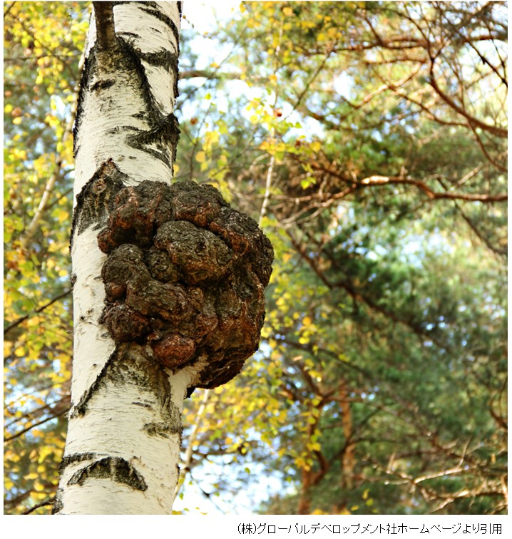 チャーガ | 脳神経外科おたる港南クリニック
