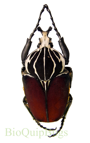 Goliathus goliatus - BioQuipBugs