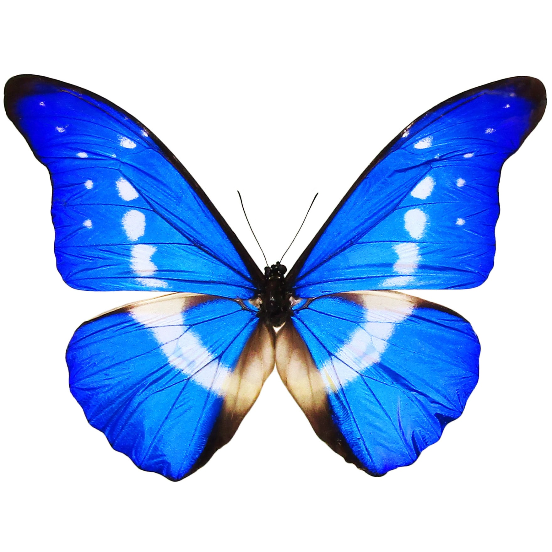 BicBugs Morpho helena blue white butterfly Peru