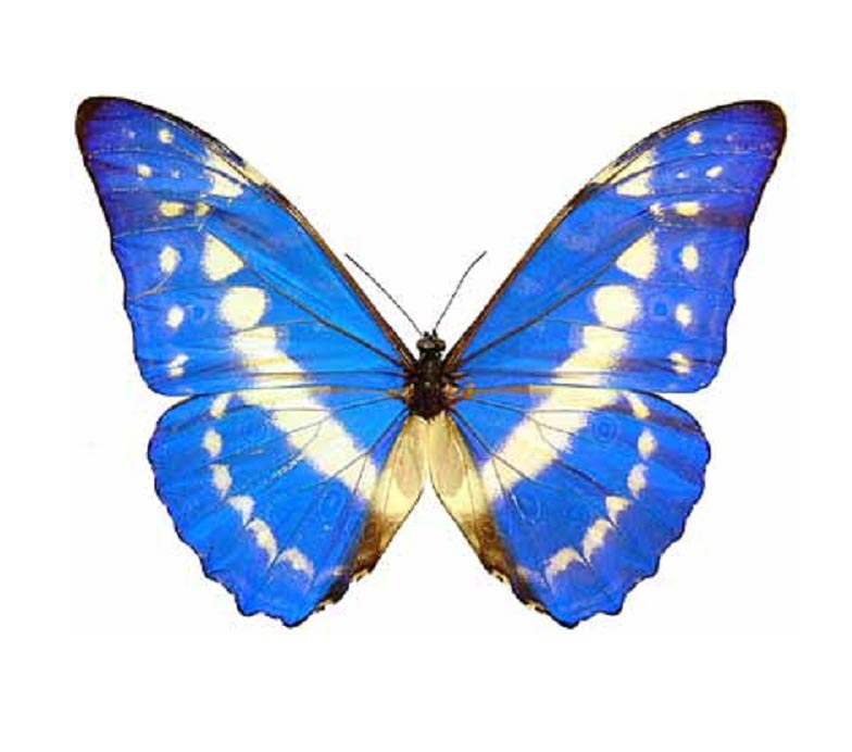 BicBugs Morpho cypris blue white butterfly Colombia RARE (CIRS)