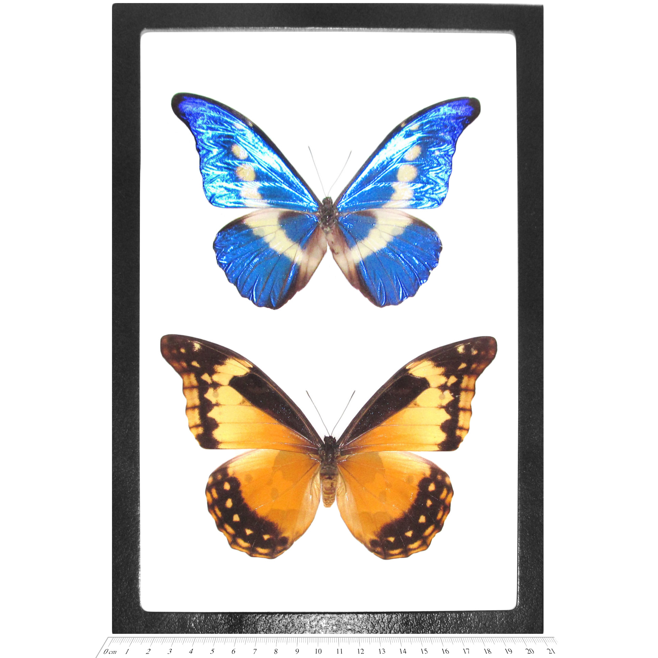 BicBugs Morpho helena framed pair male female orange blue white