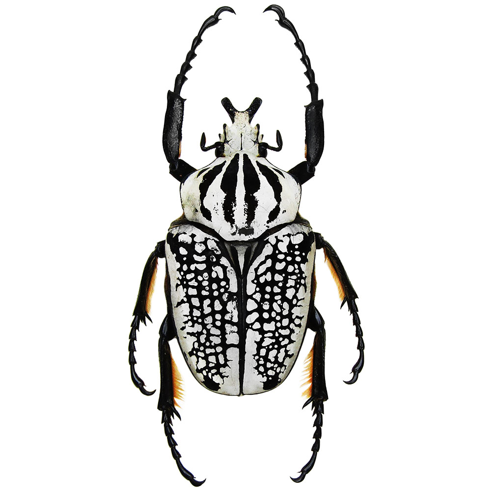 BicBugs Goliathus orientalis black white scarab beetle Africa RARE