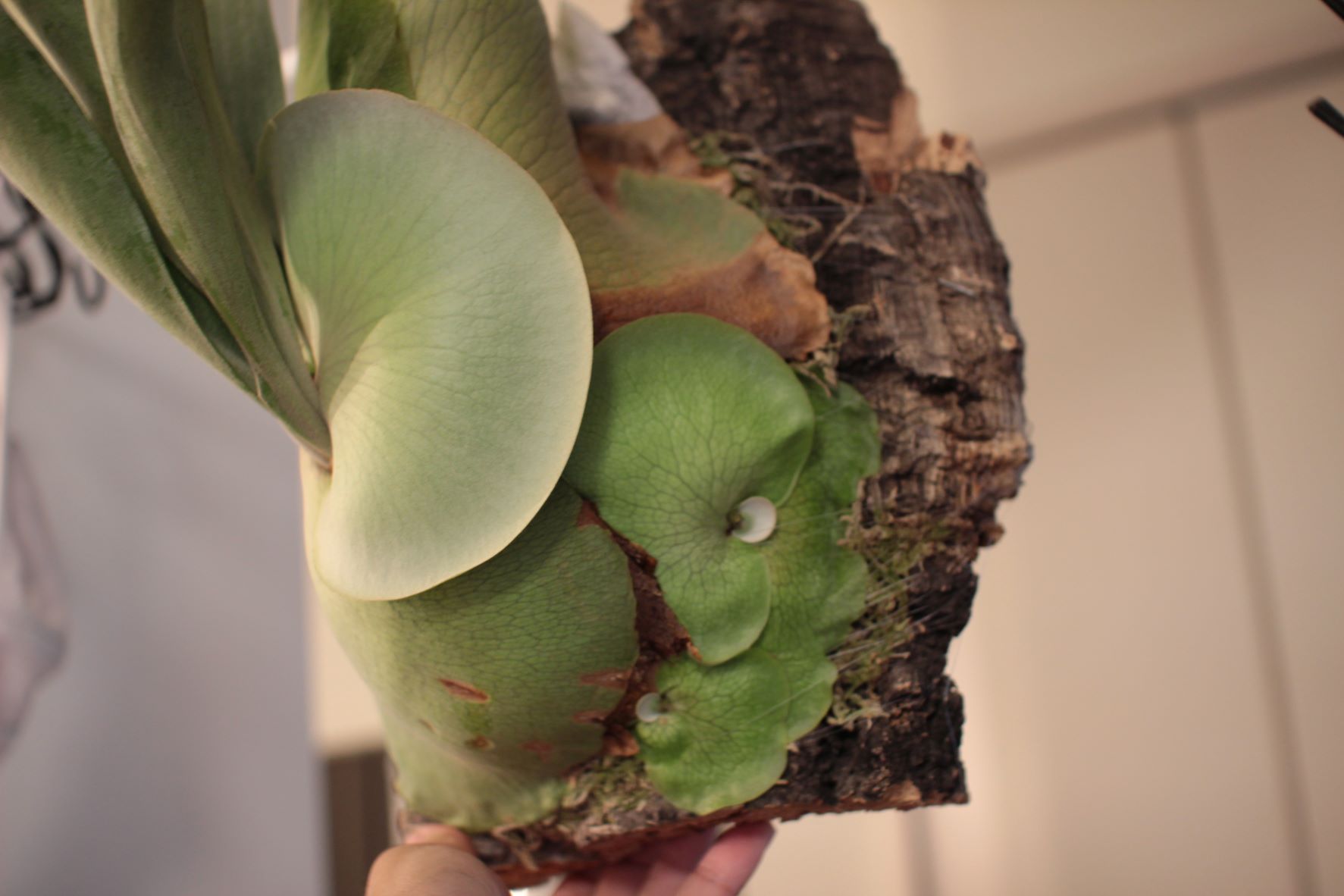 ビカクシダ・コウモリランの株分け方法［コルク編］ | ビカクシダと僕