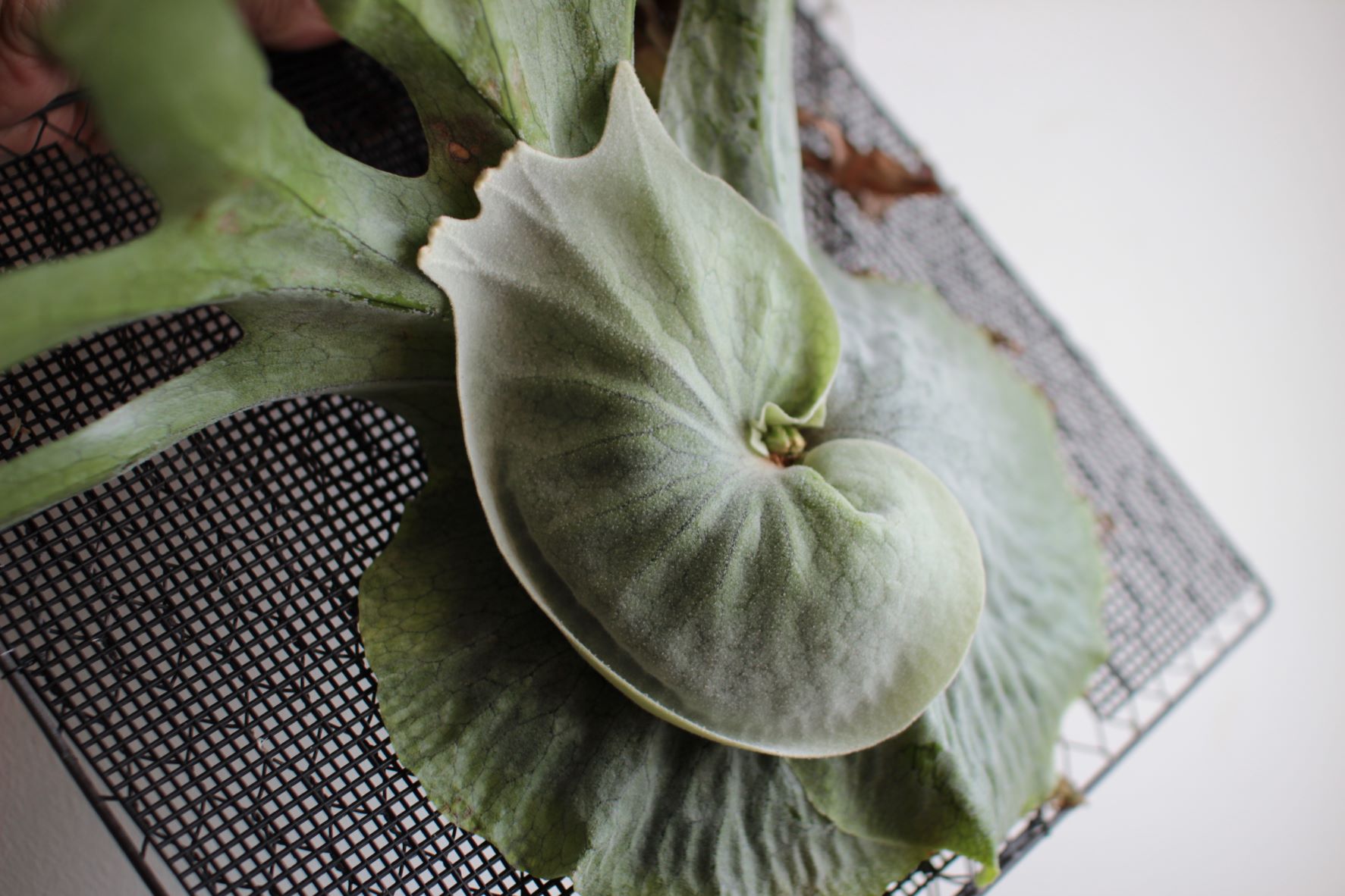 もうスパーバムでいいやん！の成長記録#3 | ビカクシダと僕の趣味ブログ