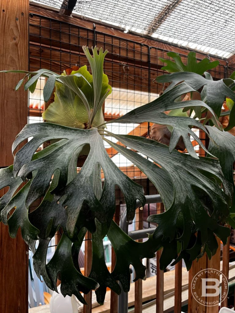 久しぶりのP. Mt.Lewis 