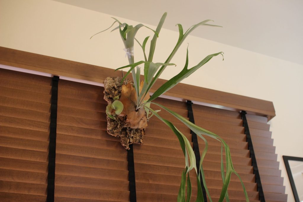 子株救出！？ビカクシダの株分けしてみた［前編］ | ビカクシダと僕の