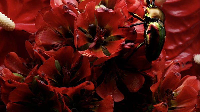 夢や死を紡ぐ3ピースバンド・urema 新作『白日の隅』収録曲MV公開