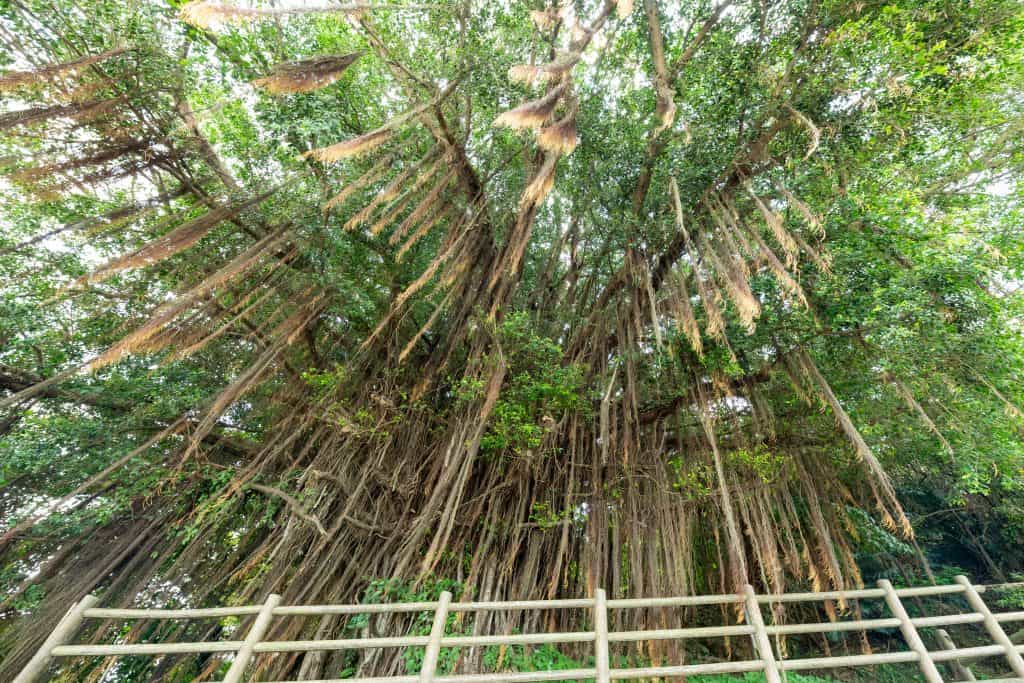 世名城のガジュマル – 巨木の世界