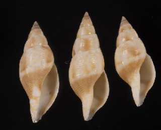 ケーキ】クダマキガイ科・カメガイ科・ツクシガイ科全124個 ケーキ