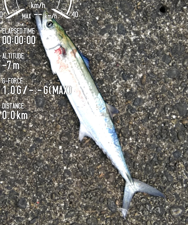 6ピースロッド、フリーゲームXT-S106Mを持って、新潟サゴシ遠征