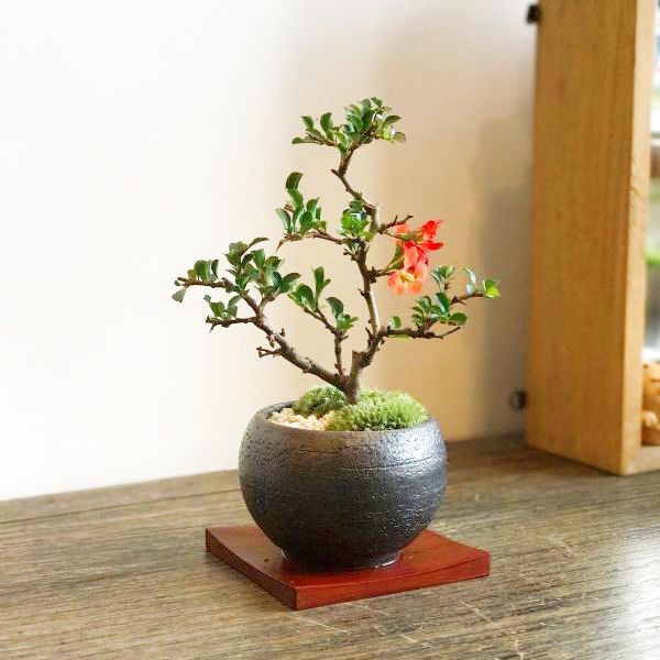 年に数回花が咲きます。長寿梅の情景盆栽 【瀬戸焼小鉢・黒or白