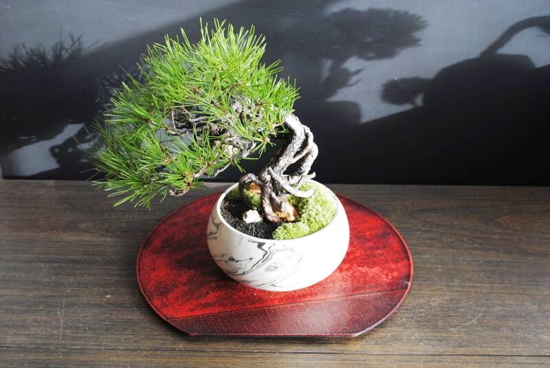赤松根上りの情景盆栽【墨流し鉢】☆1点物☆