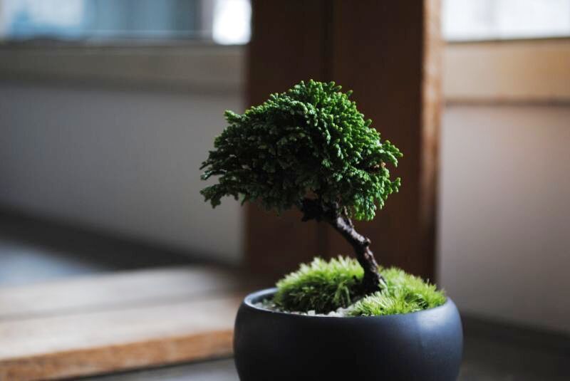 連山桧のミニ情景盆栽 【デザイン鉢・黒 楕円皿】 ☆1点物☆ 盆栽 苔玉