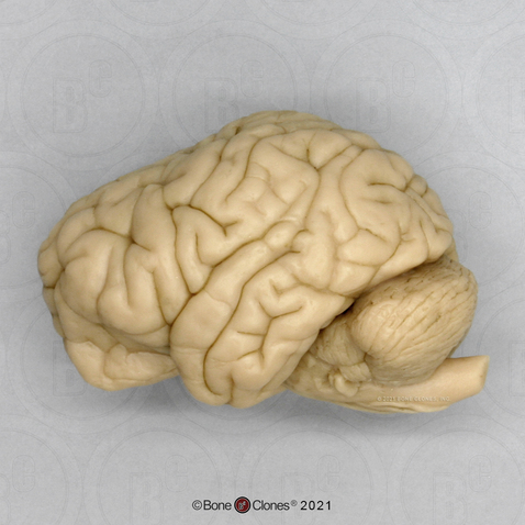 Chimpanzee Brain - Bone Clones - Osteological Reproductions