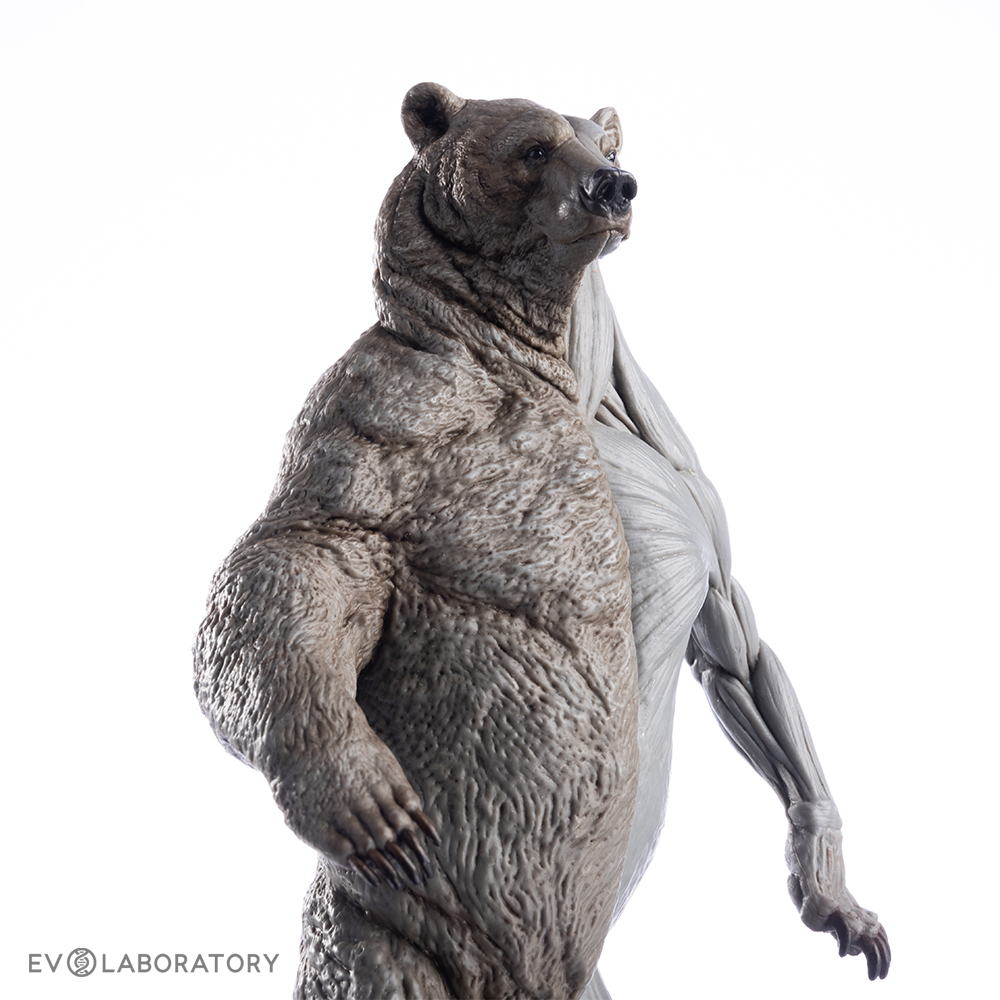 Grizzly Bear Anatomical Figure 1:12 scale - Bone Clones