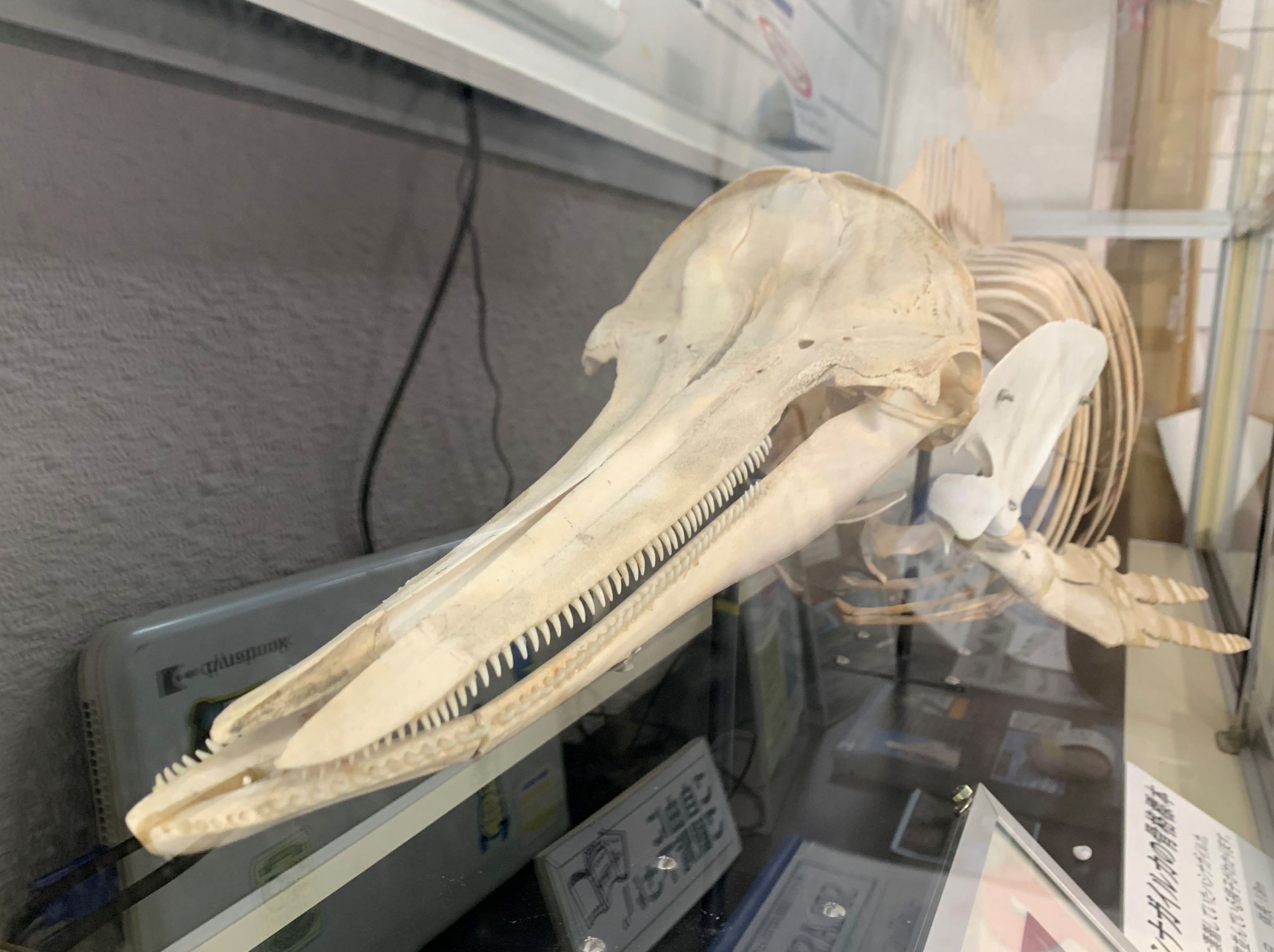 けろにあぶろぐ #5】イルカの骨を眺める ① ～展示館のハシナガイルカ