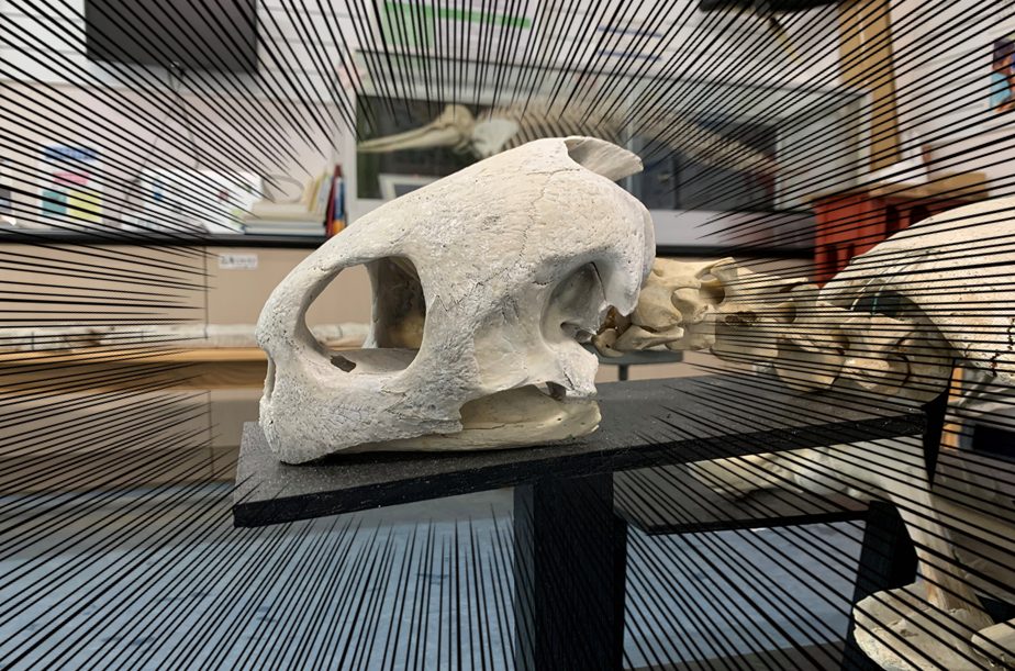 けろにあぶろぐ #3】ウミガメの頭骨を眺める (2/2) - 小笠原海洋センター