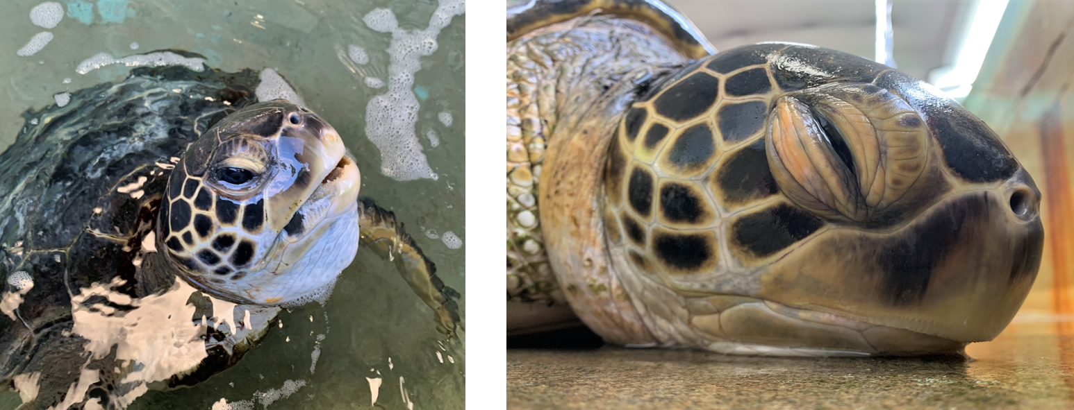 けろにあぶろぐ #4】ウミガメの口の進化を紐解く - 小笠原海洋センター